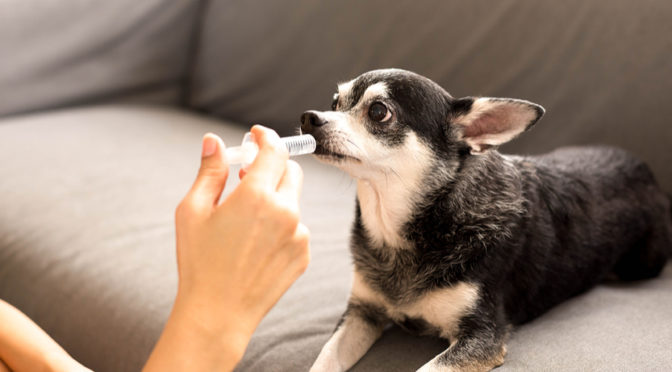 The Little Known Benefits of Compounding for Pets