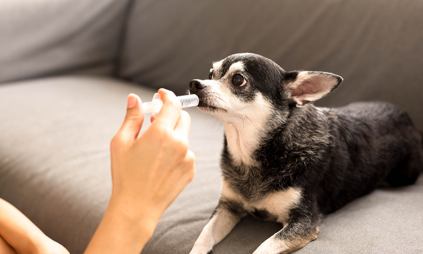 Compounding for Pets