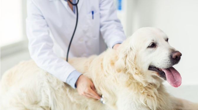 Compounding – The Future of Pet Healthcare