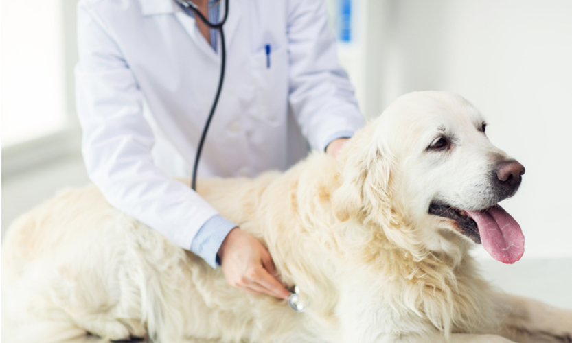 Compounding - The Future of Pet Healthcare