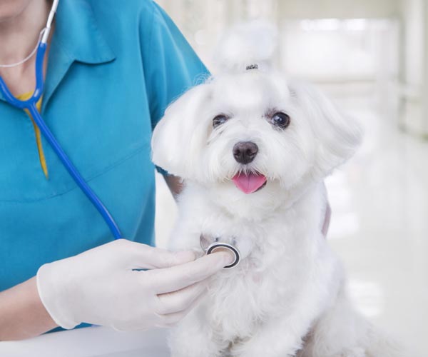 health-care-for-pets